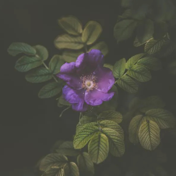 The Secret Garden thumbnail